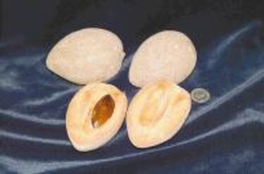 Otros habitantes Fruta de estación, el Mamey