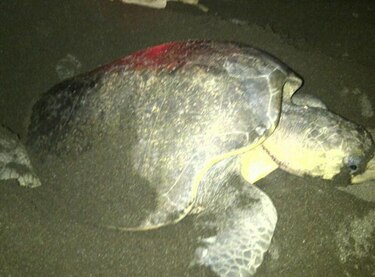 Coordinan acciones para evitar saqueo de huevos de tortuga en Tonosí
