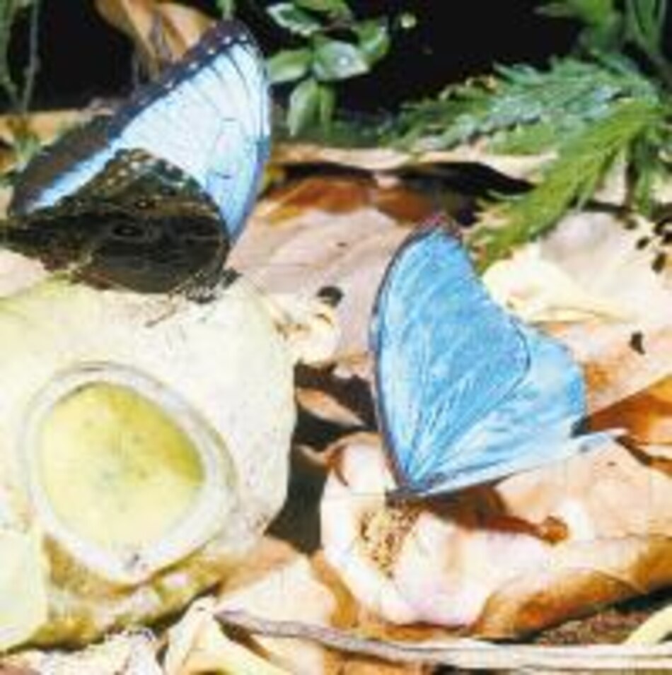 Otros habitantes Esa mariposa azul... no es de color azul