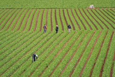 Agricultura regenerativa combatiría crisis climática