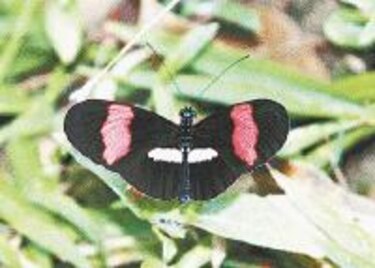 Otros habitantes Mariposas: 'Heliconius erato'