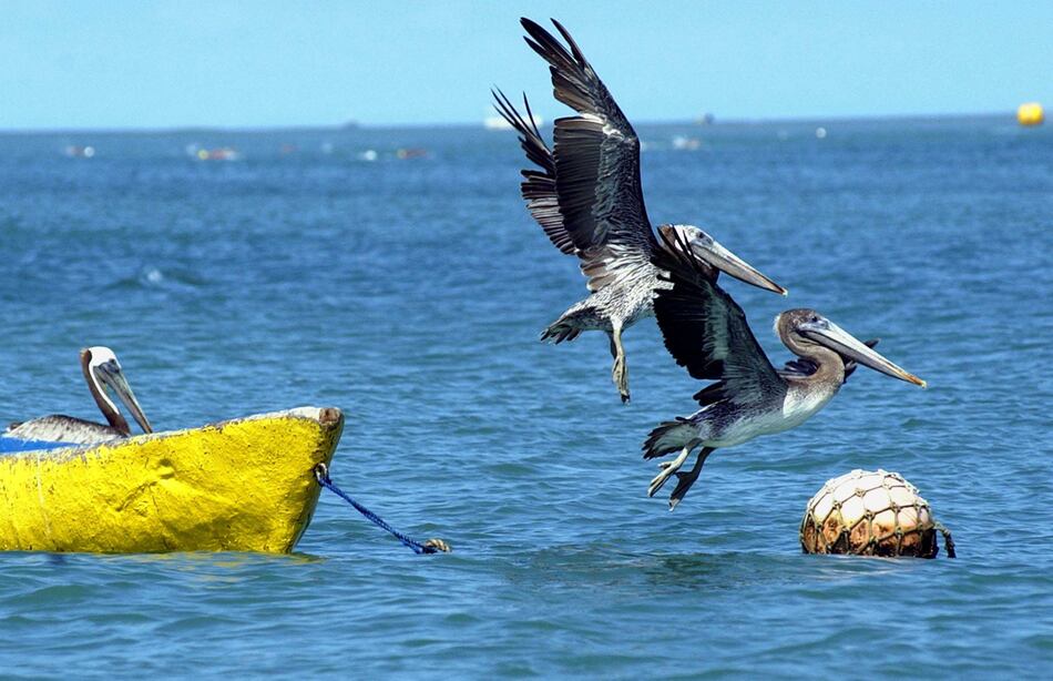 Aumentan vigilancia en la costa por la gripe aviar