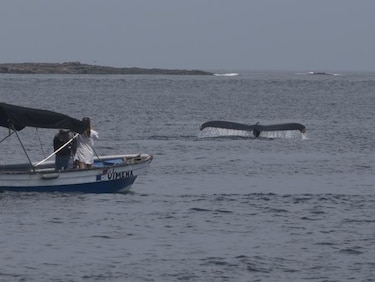 Autoridades alertan sobre realizar avistamientos de ballenas sin cumplir con las reglas de seguridad
