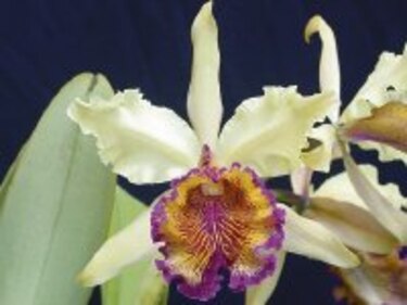 Orquídea chiricana