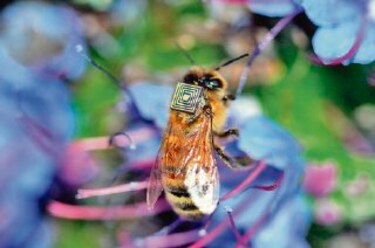 Colocan chips en abejas para estudiarlas