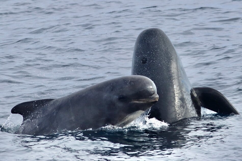 Mueren 55 ballenas al encallar en una playa de Escocia