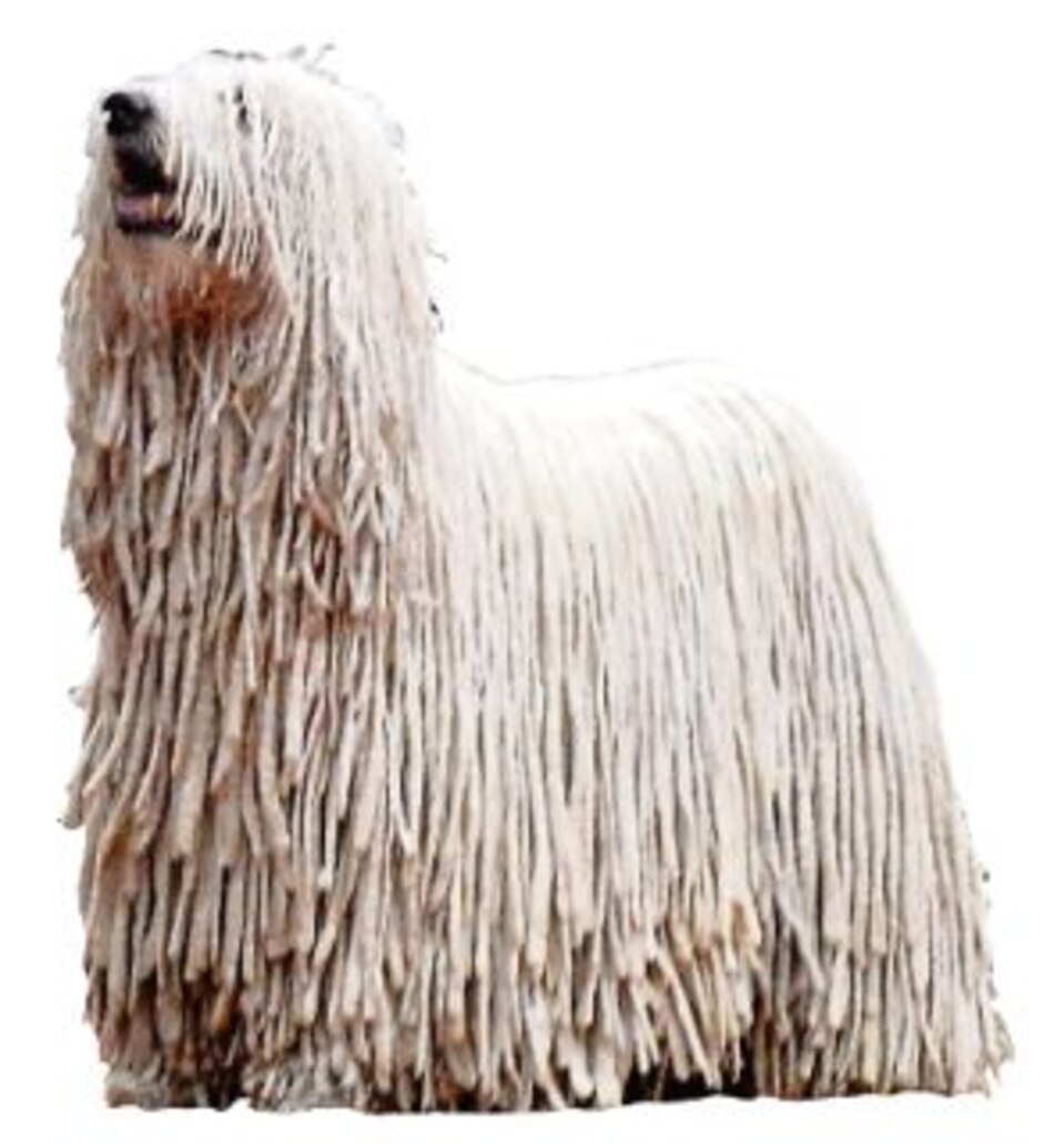 El komondor, perro pastor