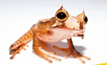 ‘La rana de la semana’