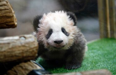 El primer bebé panda en Francia tiene nombre: Yuan Meng