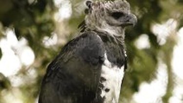 Panamá con 55 especies en peligro