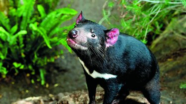 ‘DEMONIOS’ EVOLUCIONAN PARA RESISTIR AL CÁNCER