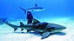 Tiburones: rentabilizar su conservación