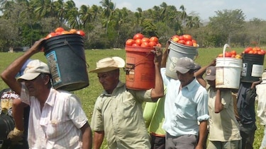 Peligra siembra de tomate por la falta de agua