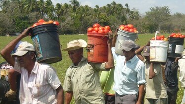 Peligra siembra de tomate por la falta de agua