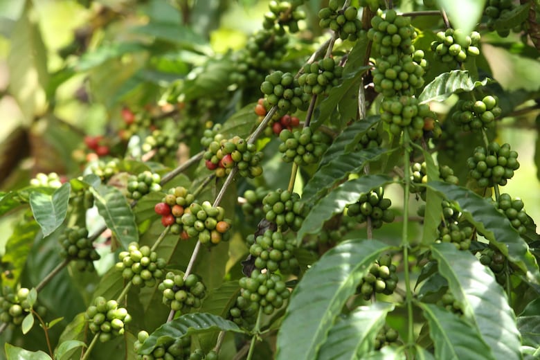 El Canal de Panamá, una ruta con aroma de café