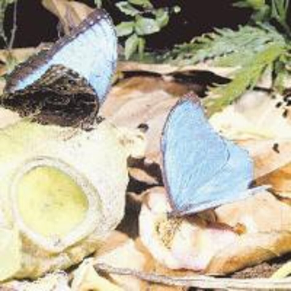 Otros habitantes La mariposa Morpho