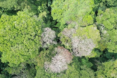 Estudio revela que tormentas eléctricas causan hasta 60% de muertes de árboles tropicales