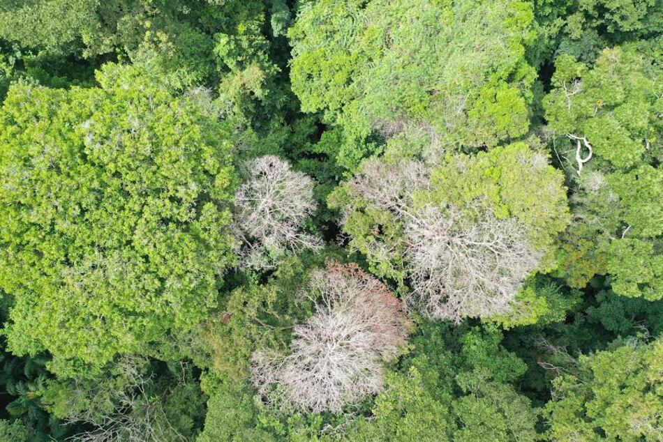 Estudio revela que tormentas eléctricas causan hasta 60% de muertes de árboles tropicales