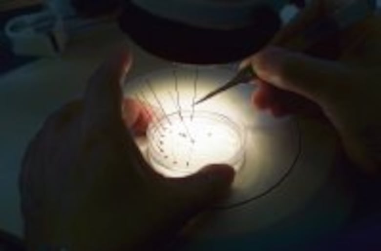 Intrusas en las frutas