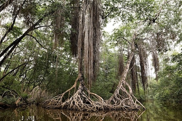 Panamá refuerza la protección de sus humedales ante amenazas ambientales y urbanas