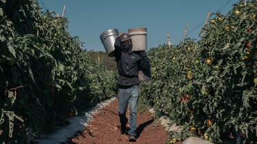 3 efectos que pueden tener los aranceles que Trump impuso a los tomates mexicanos