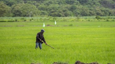 Gobierno desembolsará cerca de $40 millones para pagos a productores