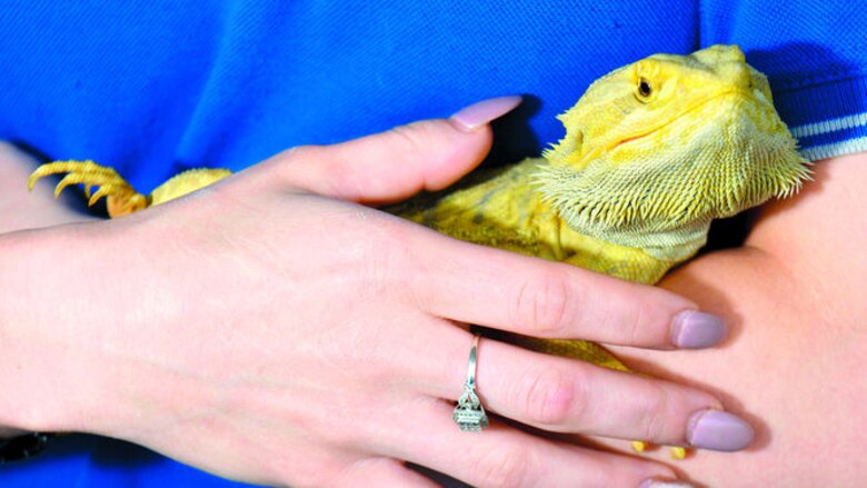 Dingos y otras mascotas exóticas