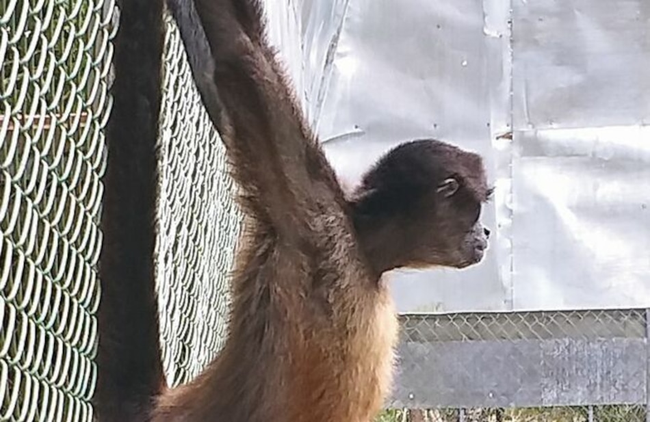 Los primates y su camino para el regreso a casa