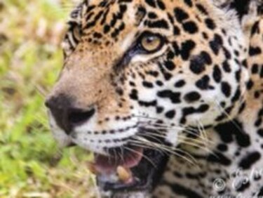 Nueva ‘extinción masiva’