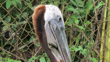 Pelícanos, en peligro por intoxicación