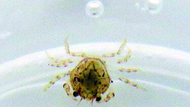 Cangrejo de Dungeness y química oceánica