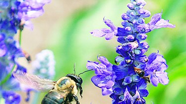 Abejorros y otras especies no se están adaptando