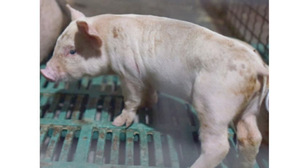 Peste porcina se extiende por las provincias del sur de China