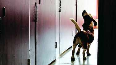 Huésped de cuatro patas
