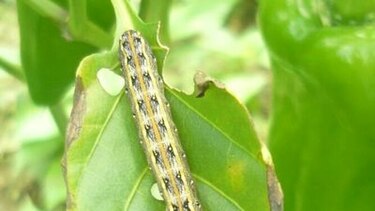 Plaga afecta cultivos y pastizales en Azuero