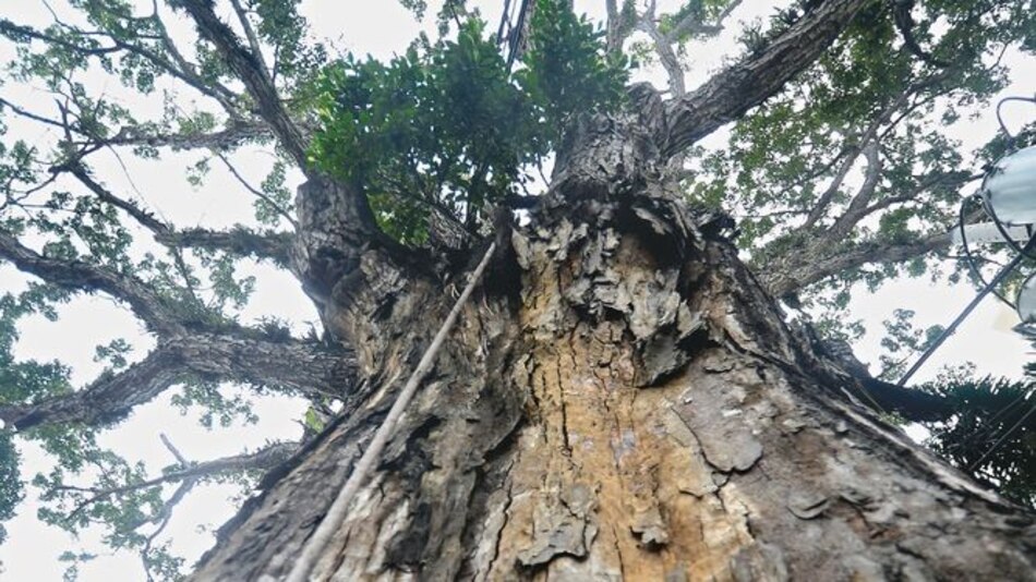 ¿Qué hago con el árbol de mi patio?
