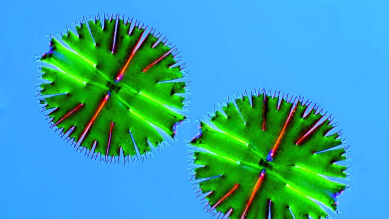 El arte de la fotomicrografía