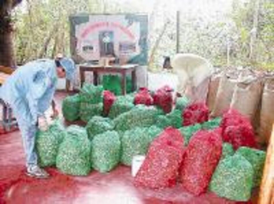 Pepitas de marañón al mercado internacional