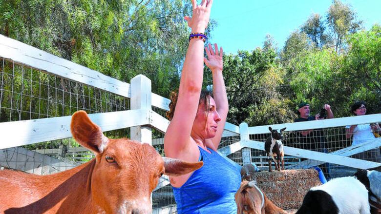 Yoga con cabras, la última moda
