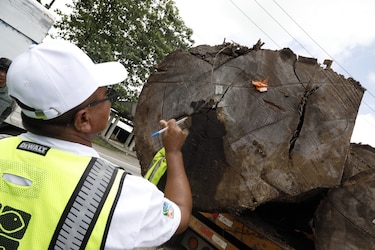 Miambiente prohíbe el transporte de madera los fines de semana