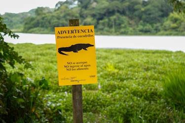 ¿Cocodrilos en la ciudad de Panamá?: una historia de recuperación