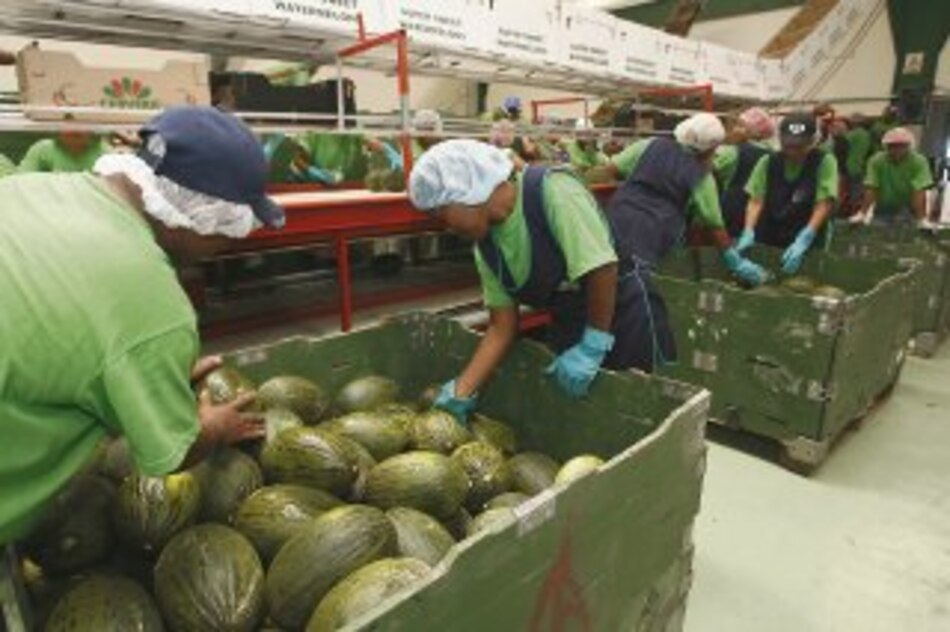 Exportación de melón y sandía cayó 45.6%