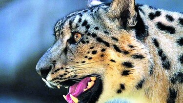 Leopardo de las nieves, en estado ‘vulnerable’