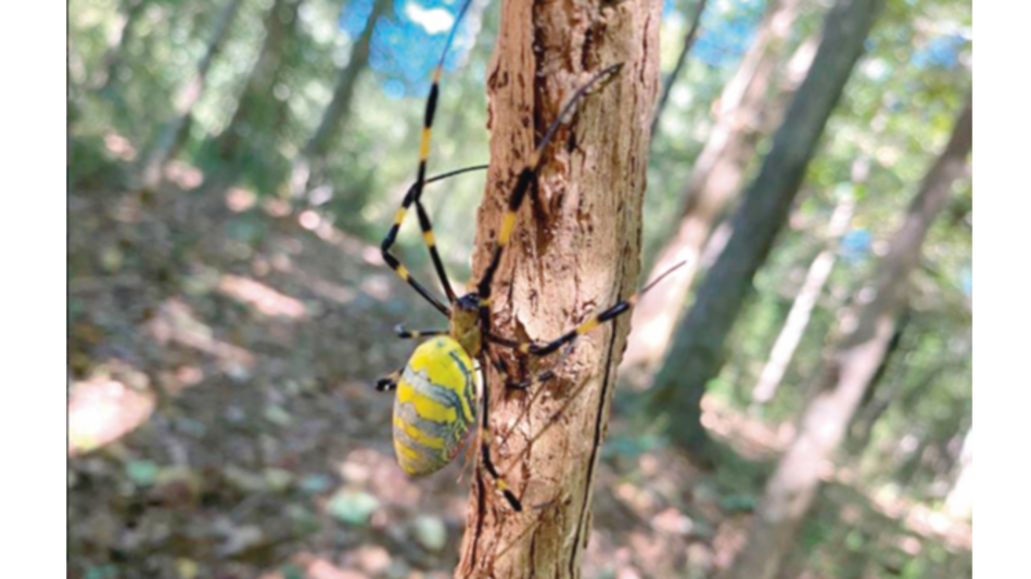 Arañas de Asia colonizan la costa este de Estados Unidos
