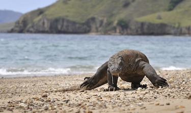 Advierten que más de un tercio de las especies de tiburones están bajo amenaza