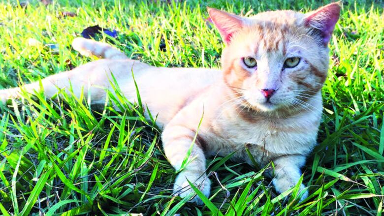 El Garfield panameño