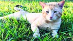 El Garfield panameño