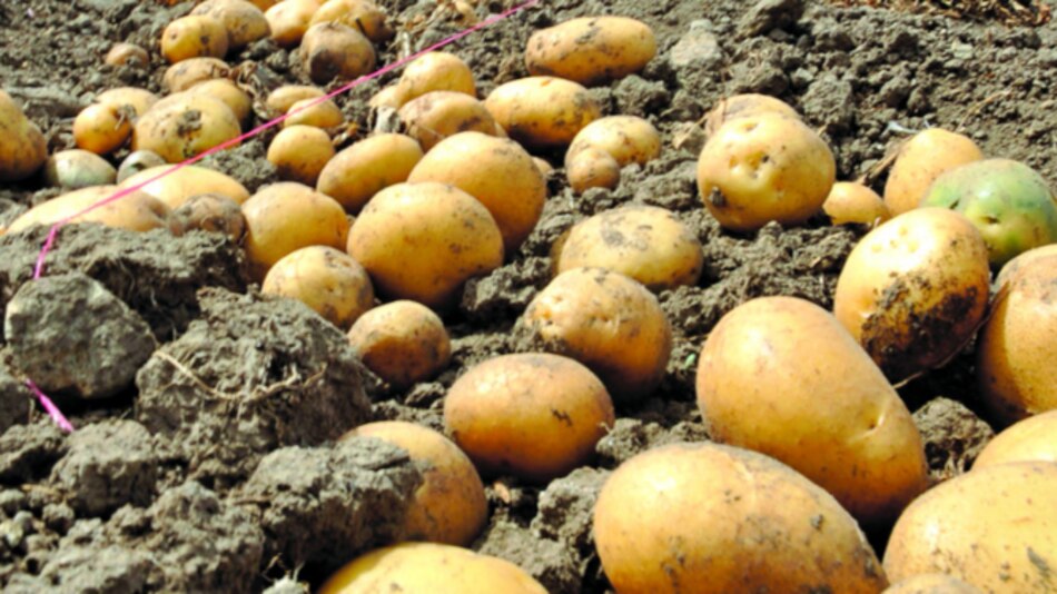 Papas se adaptan al trópico