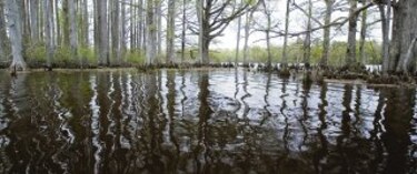 Refugios de vida, fuentes de servicios ambientales