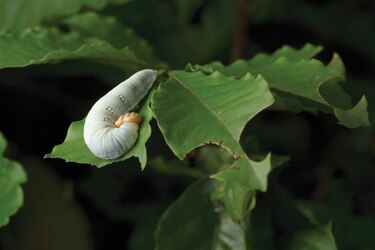 El bosque, en el aula de clases